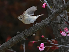 紅梅にニシオジロビタキ