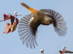 ジョウビタキ♀の飛び出し①