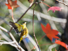 アメリカフウの実めがけてジャンプ