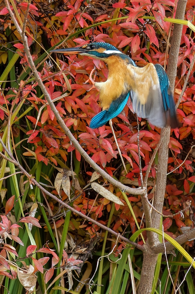 カワセミの飛着き②