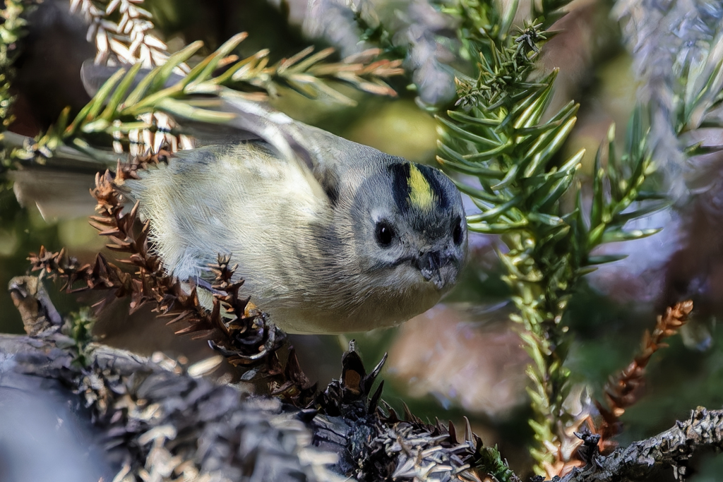 キクイタダキ①