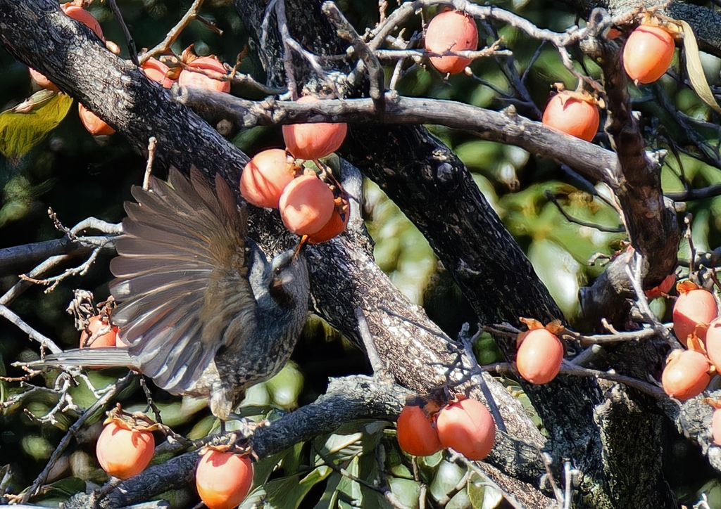 柿を食べに来たヒヨドリ