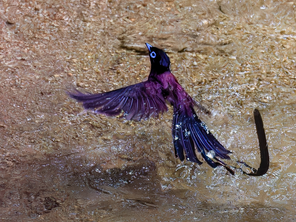 サンコウチョウの水浴び③