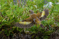 カワラヒワの飛び出し②