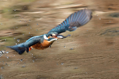 小魚を捕ったぞー