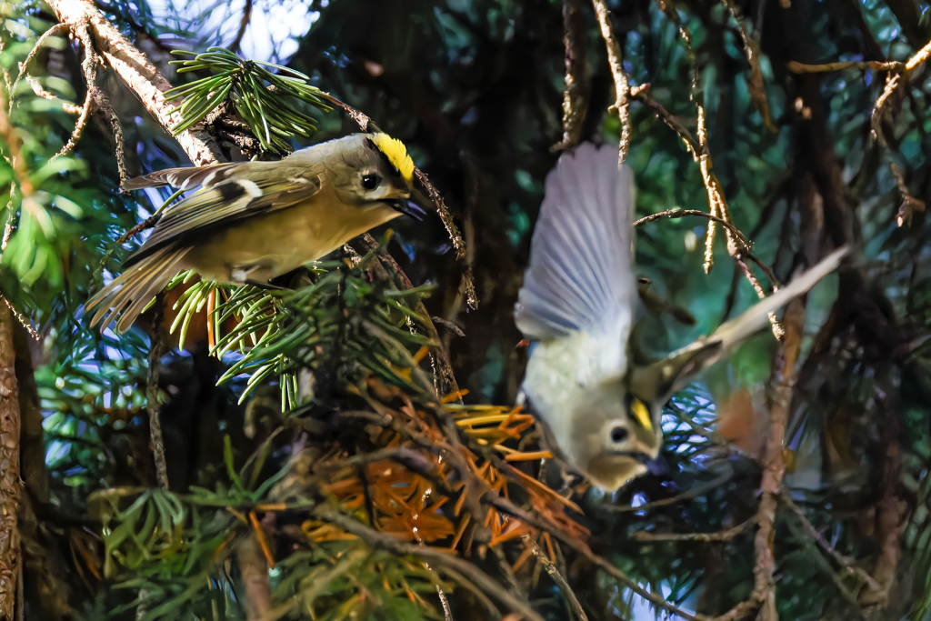 菊が少し開いた！