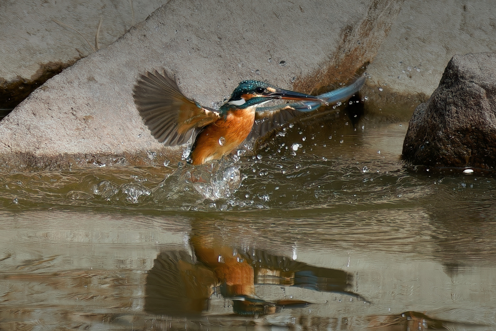 離水のカワセミ