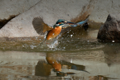 離水のカワセミ