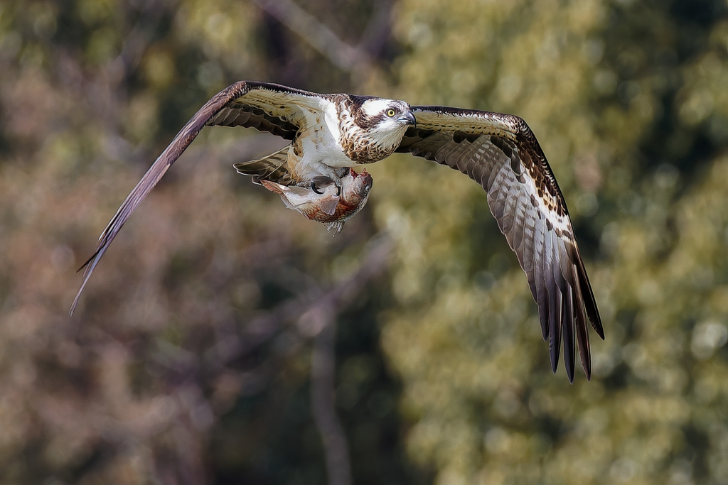 鮒を捕ったミサゴ④