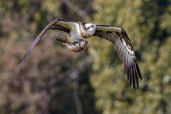 鮒を捕ったミサゴ④