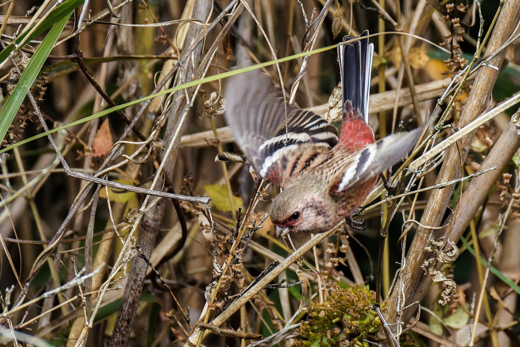 飛び出したベニマシコ♂
