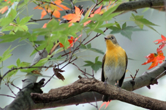 イロハ紅葉にムギマキ