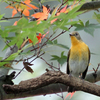 イロハ紅葉にムギマキ