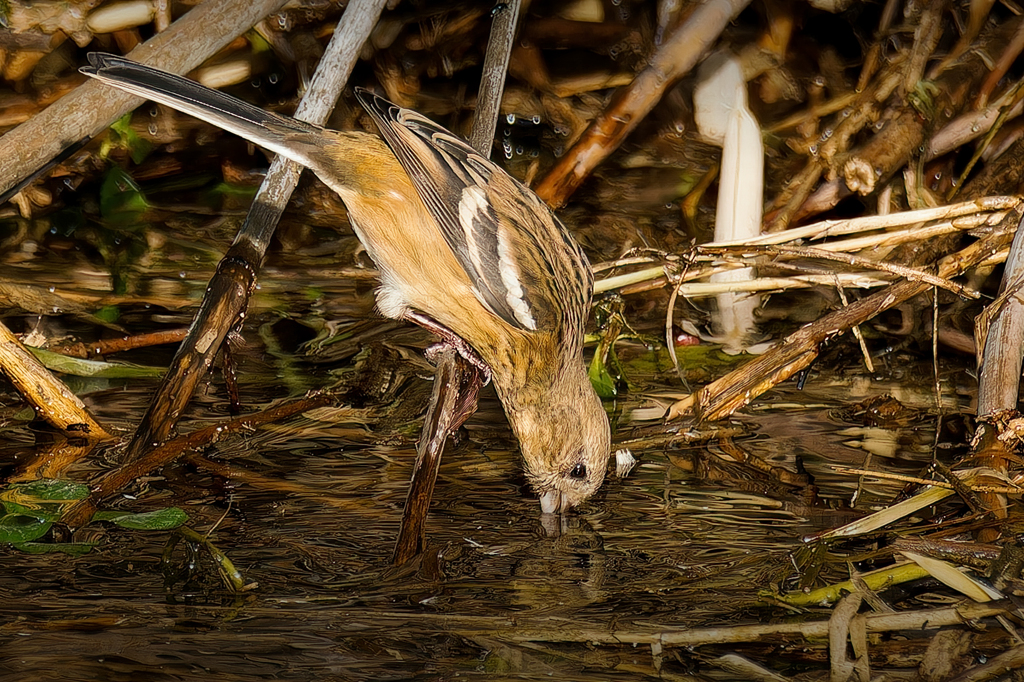 水飲みに降りて来たベニマシコ♀