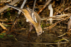 水飲みに降りて来たベニマシコ♀