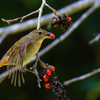 実を咥えたキビタキ♀