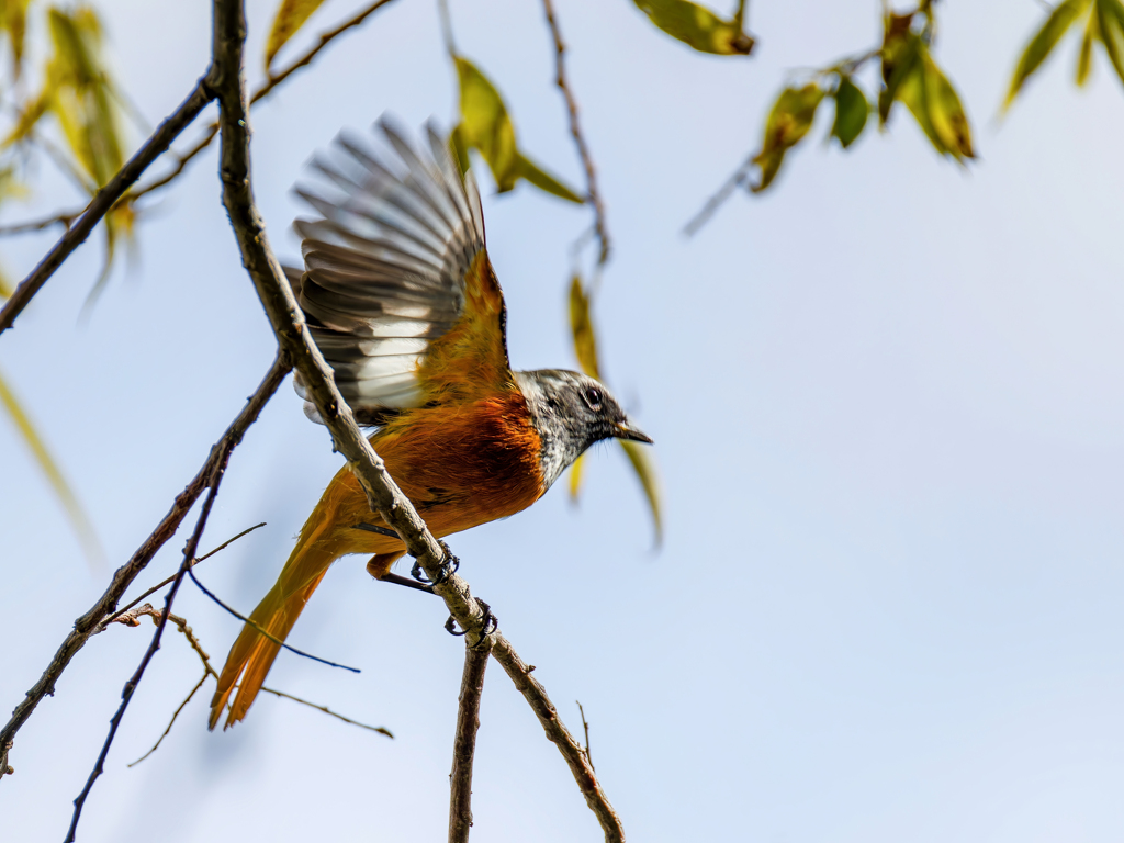 ジョウビタキの飛び出し