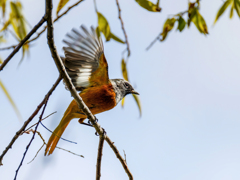 ジョウビタキの飛び出し