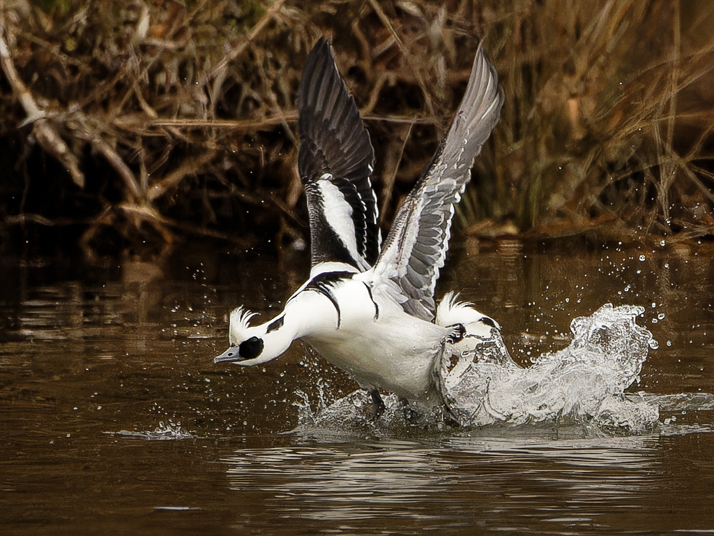 追うもの追われるもの