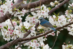 桜ルリビタキ
