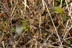 野茨の実を食べに来るメジロ達