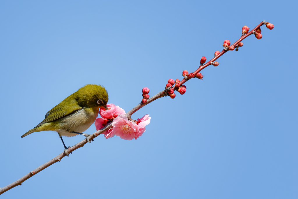 蜜を吸うメジロ