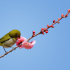 蜜を吸うメジロ