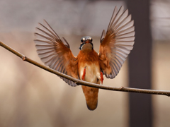 カワセミの飛着き③