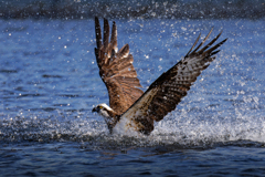 ミサゴの離水