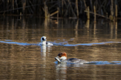 横取りされそうなミコアイサ♀