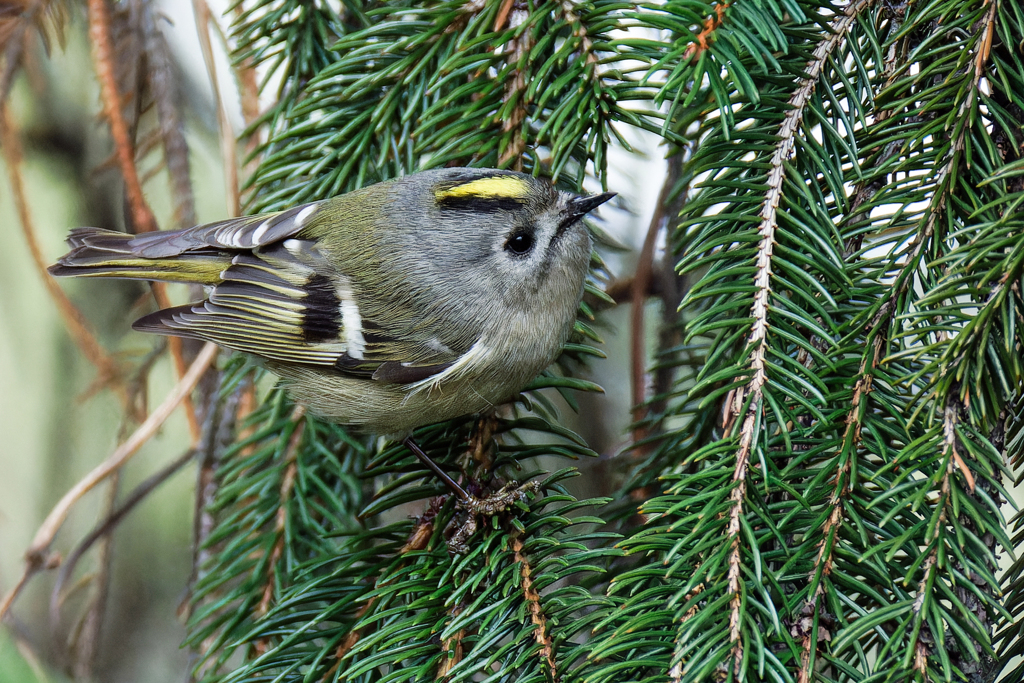 ドイツトウヒにキクイタダキ③