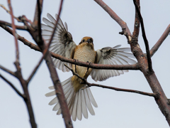 モズ♀の飛着き