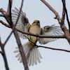 モズ♀の飛着き