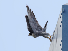 隼の飛び出し①
