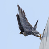 隼の飛び出し①