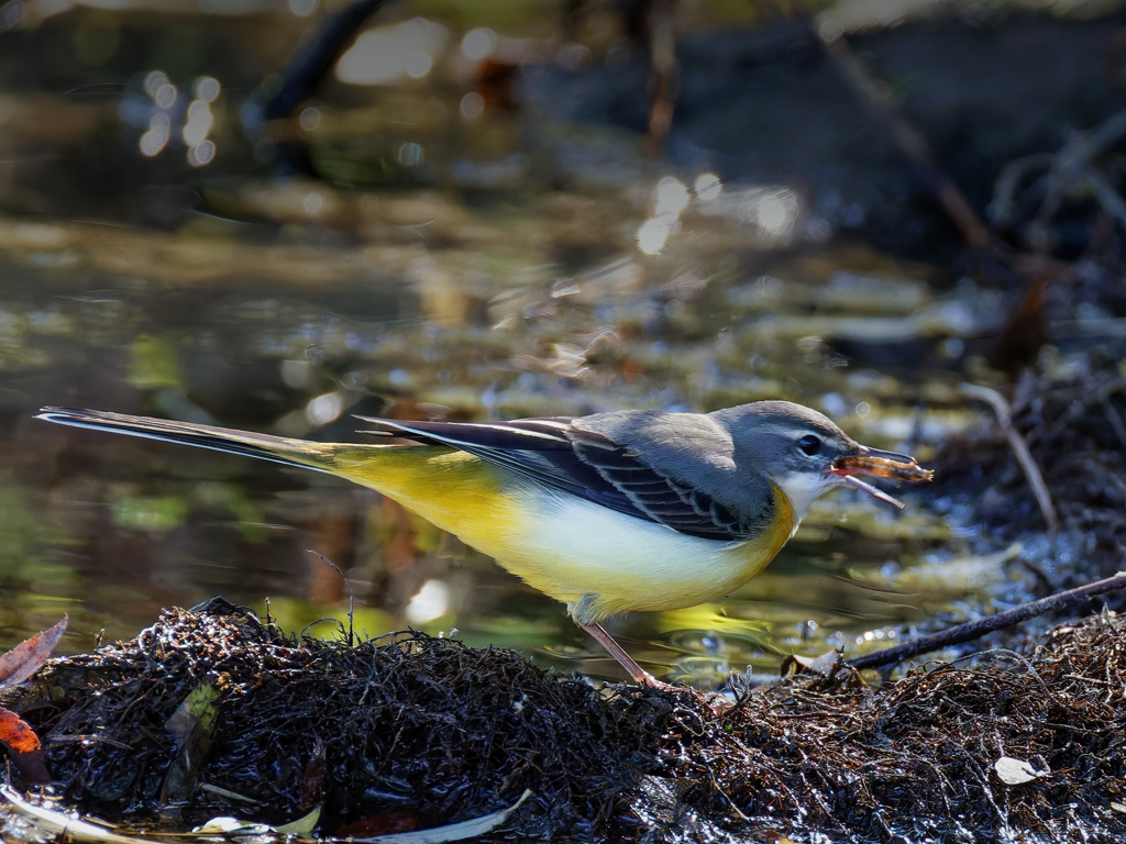 幼虫を捕った黄セキレイ