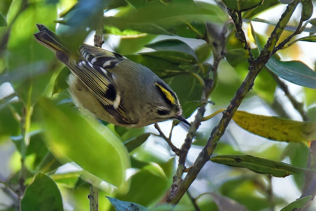 キクイタダキ②