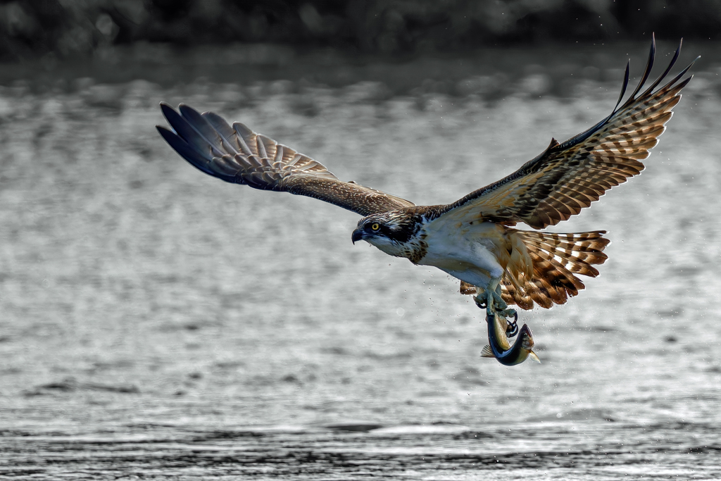 大きな鮎をお持ち帰り④
