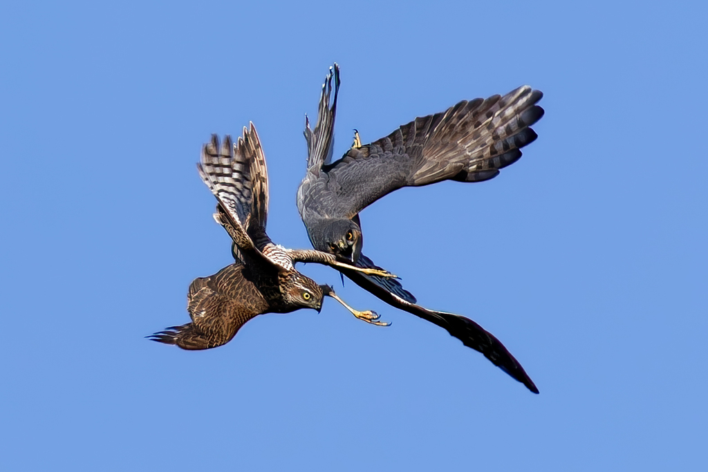 ハイタカバトル②