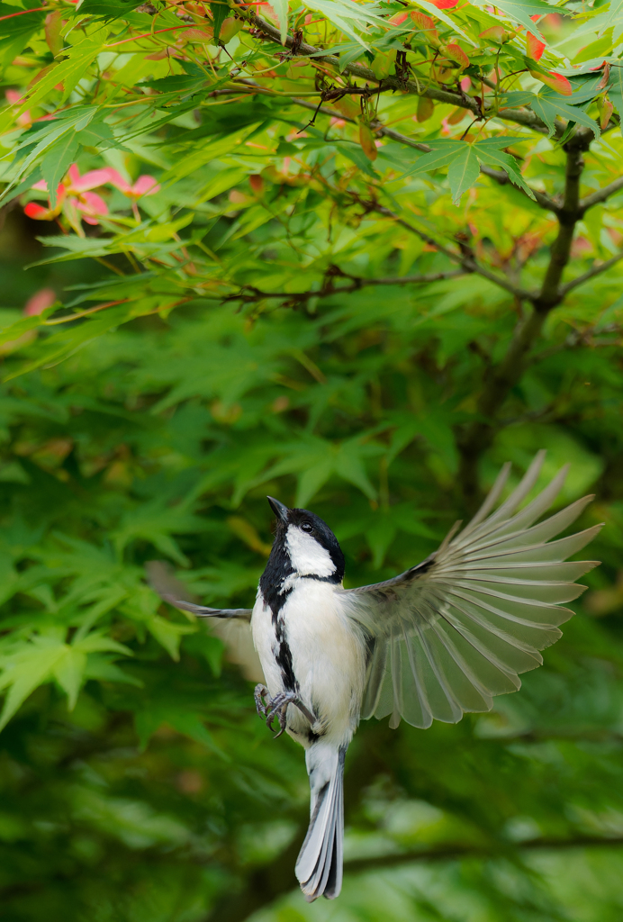 シジュウガラの飛着き