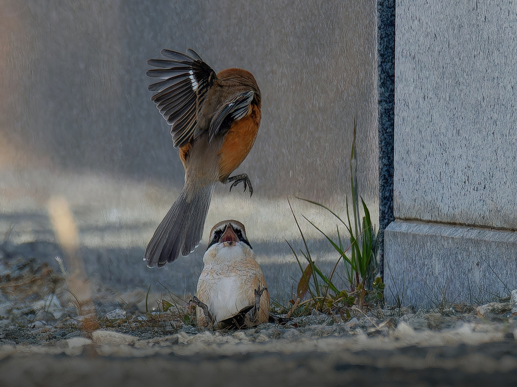 モズバトル①