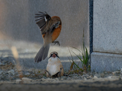 モズバトル①