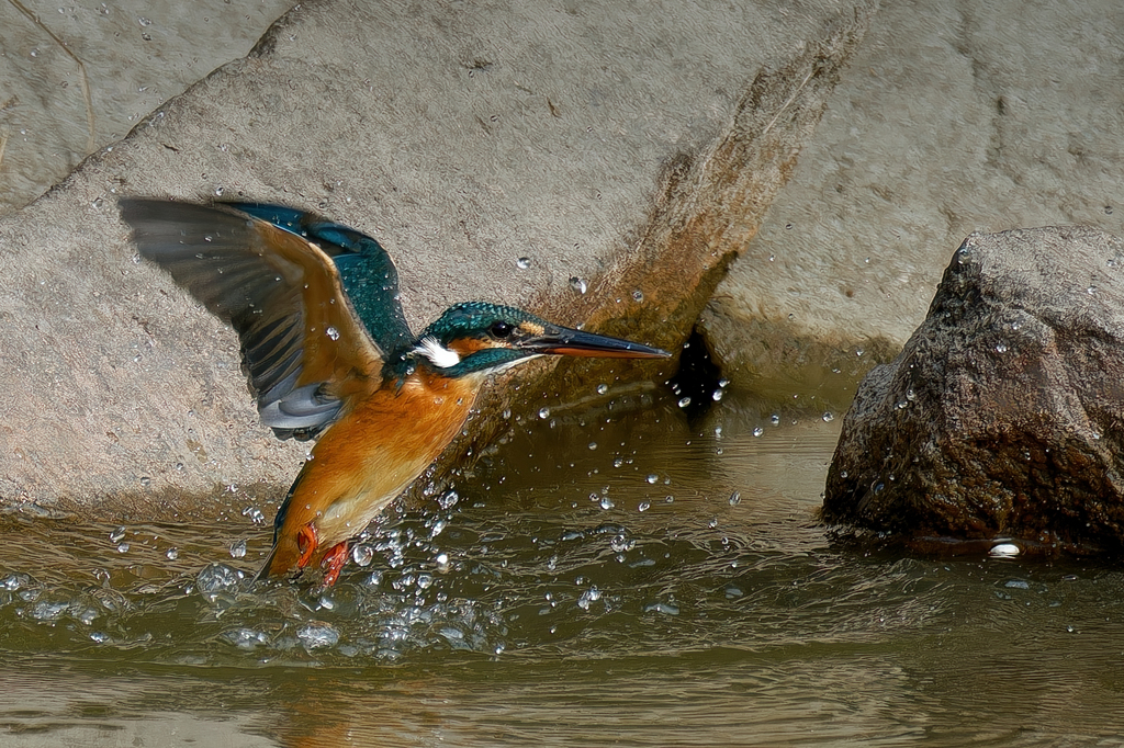 カワセミの離水