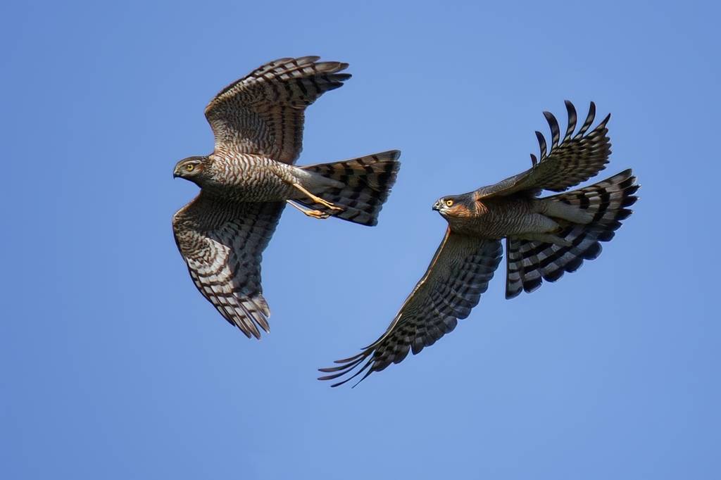 追いかけるハイタカ成鳥