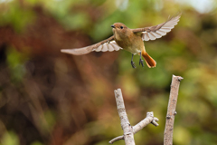 ジョウビタキ♀飛び出し②