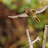 ジョウビタキ♀飛び出し②