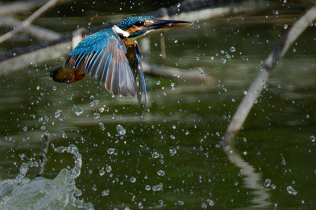 極小魚を持ち帰り