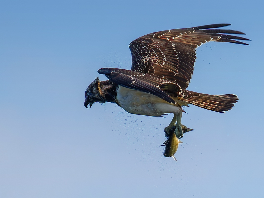 ミサゴの水滴落とし②