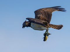 ミサゴの水滴落とし②
