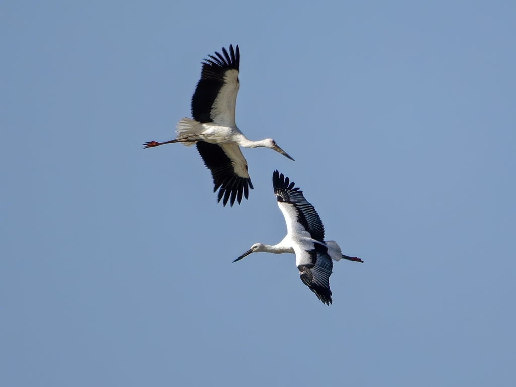コウノトリ飛翔